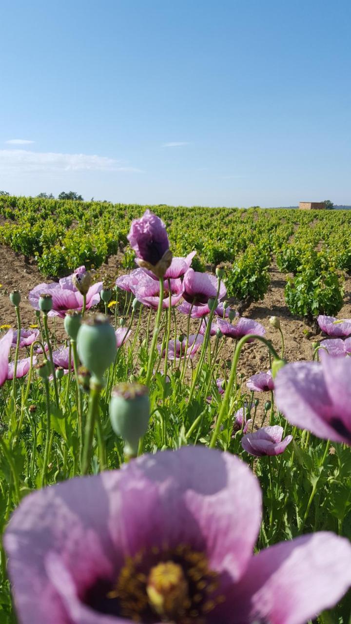 Maison d'hôtes Ca La Sonia à Pau Extérieur photo